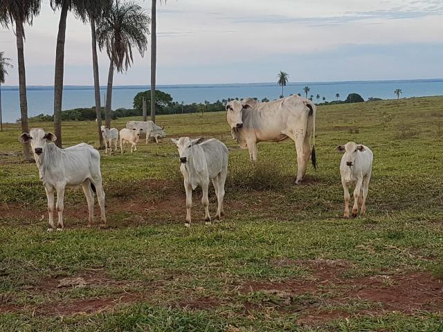 Fazenda 1.000 alqueires em rosana 70.000.000.00 - Foto 14