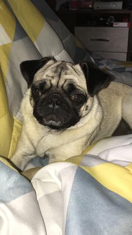 Filhotes de pug - Foto 4