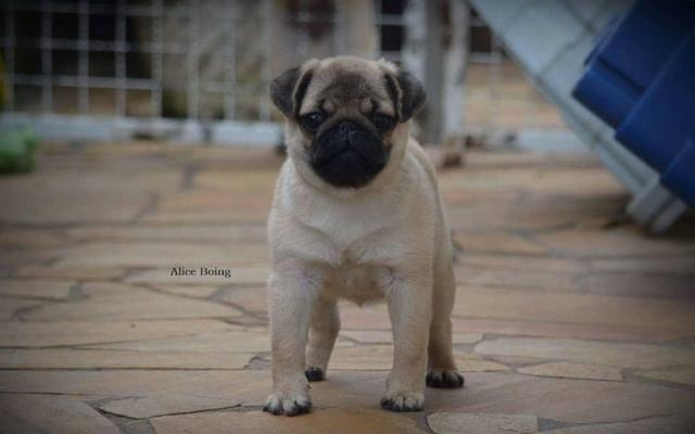 Mini Pug fêmea