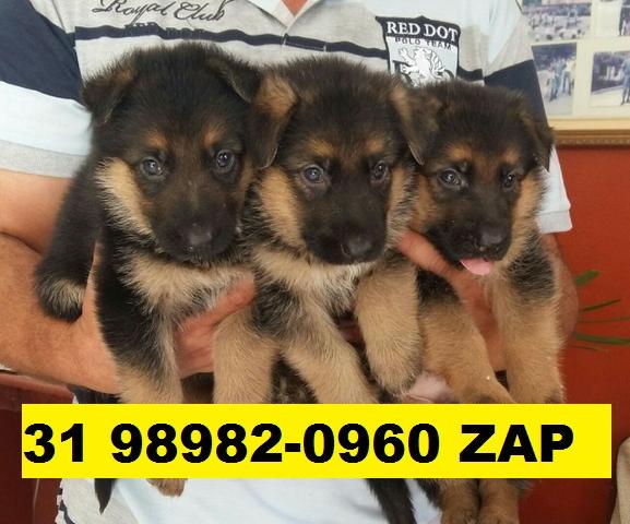 Canil Excelência BH Filhotes Pastor Akita Chow Chow Labrador Golden Rottweiler