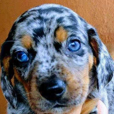 Raros E Lindos Dachshund De Olho Azul Tire Seu Filho Do Celular Cachorros E Acessorios Bom Principio Gravatai 778849629 Olx