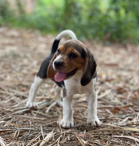 Originalidade beagle ingles  - Foto 4