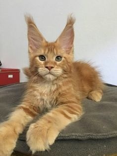 Maine Coon 