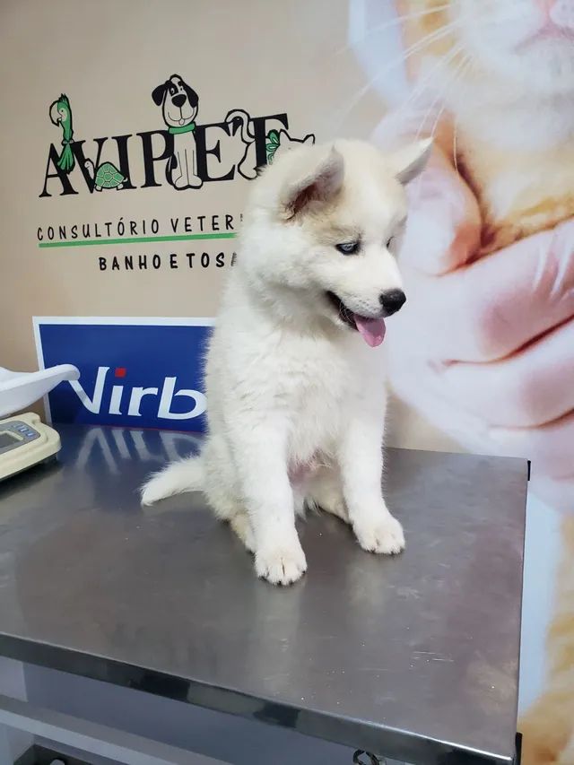 Vendo husky siberiano nascido dia 11/09 tem 2 meses já tomou vacina  - Foto 2
