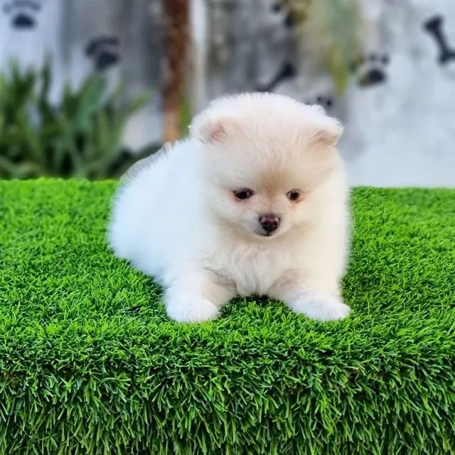 Spitz Alemão Anão Baby Face Lulu Da Pomerânia Disponíveis  - Foto 4