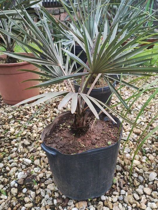 Palmeira Azul 