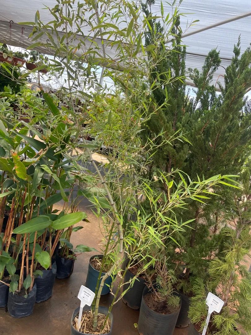 Muda de Bambu Mosso