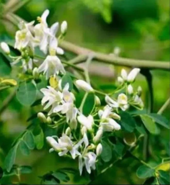Sementes de Moringa para plantio - Foto 3
