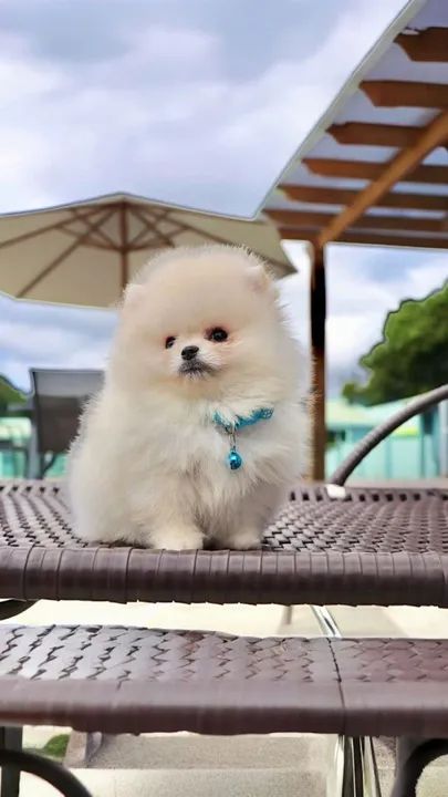 Ursinho anão  - Foto 3