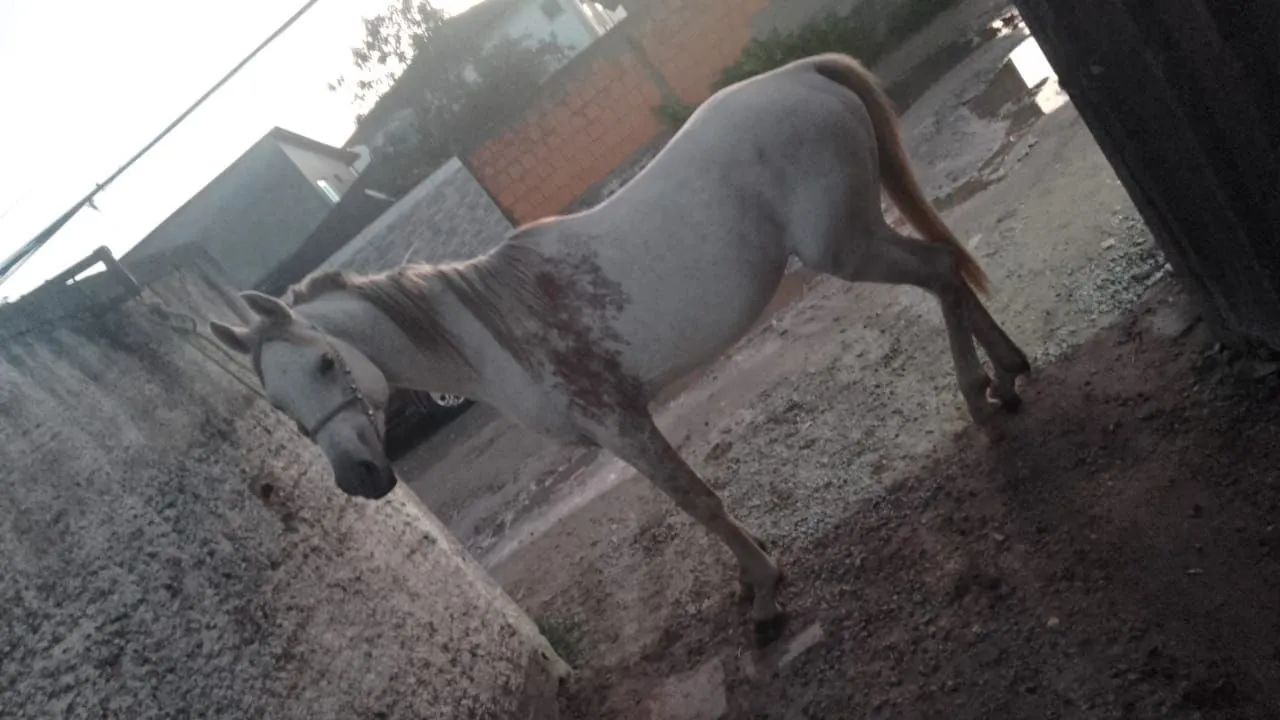  Cavalo árabe,bagual para cobertura de éguas   - Foto 2