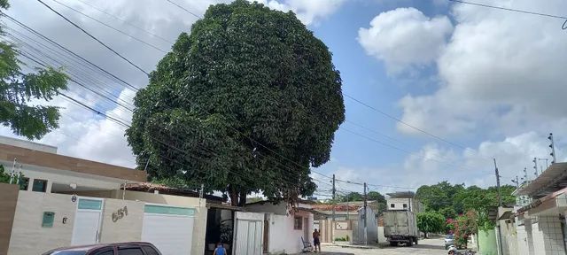 Poda de árvores ? limpeza de coqueiros e remoção do material  * 