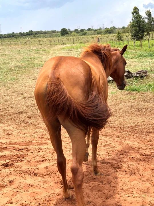 Potra 1/2 sangue quarto de milha  - Foto 2