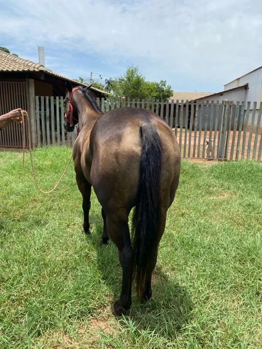 Égua QM PÔ de três tambores