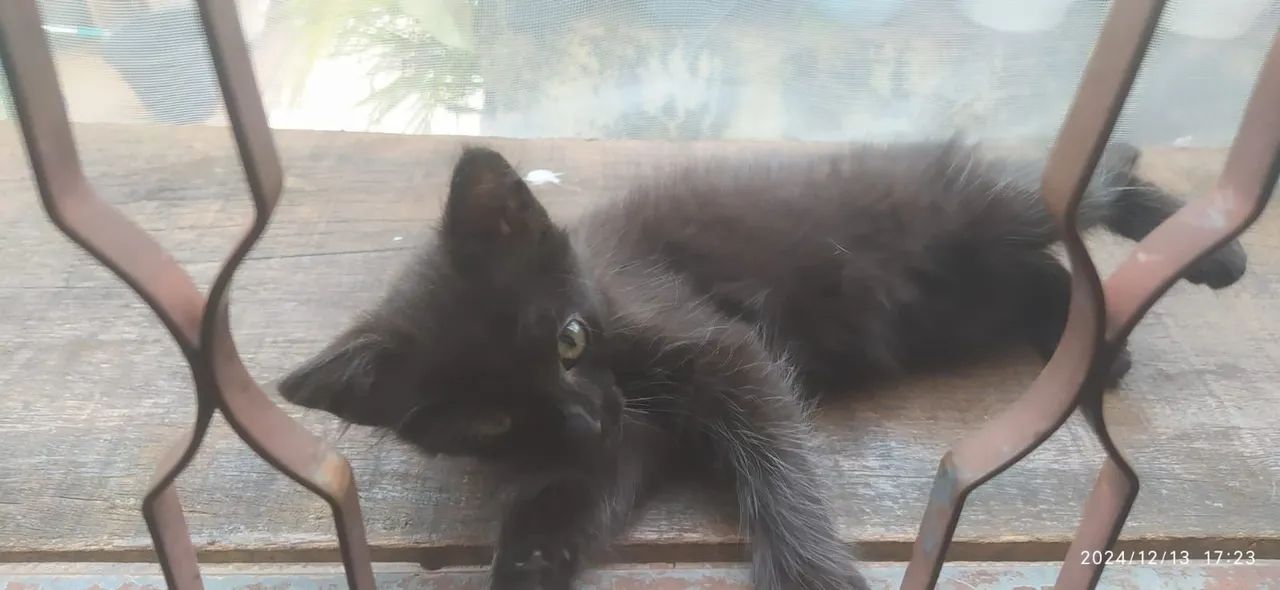 Gatinho preto para doação  - Foto 2