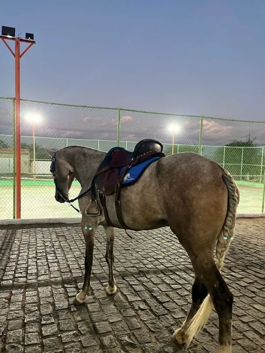 Potra Mangalarga para venda *34