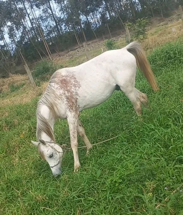  Cavalo árabe,bagual para cobertura de éguas  