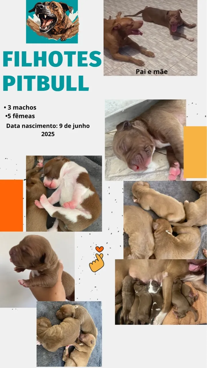 Filhotes Pitbull disponíveis para venda