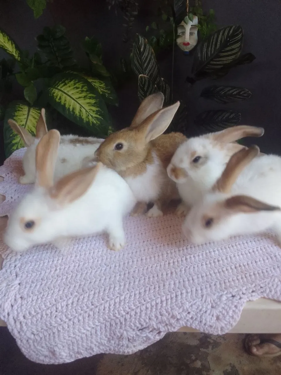 Coelhos fofinhos para vendas
