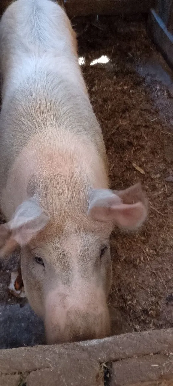 Porca amojada