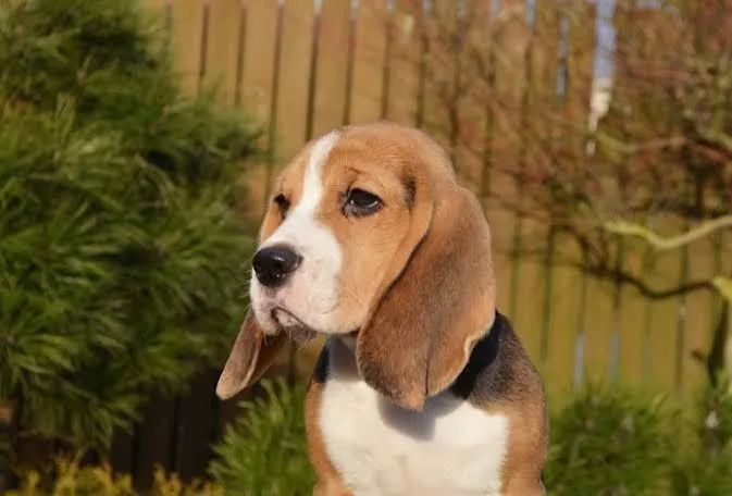 Filhote de Beagle 8 meses disponível para venda pedigree CBKC