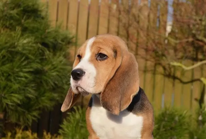 Filhote de Beagle 8 meses disponível para venda pedigree CBKC