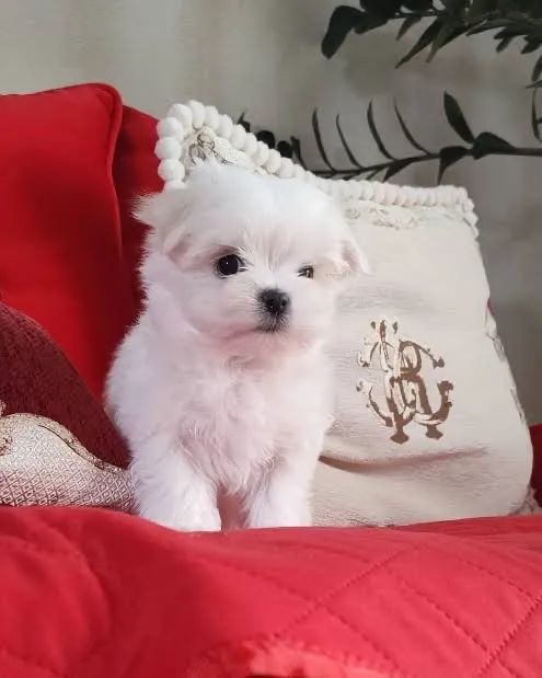 Maltês gostam de petisco 