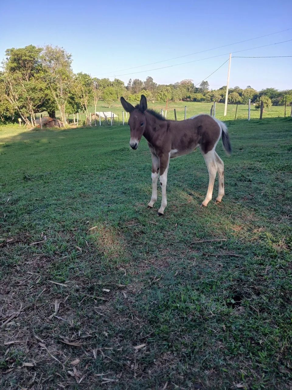 Vendo mula pampa exotica int chama no zap *  - Foto 6