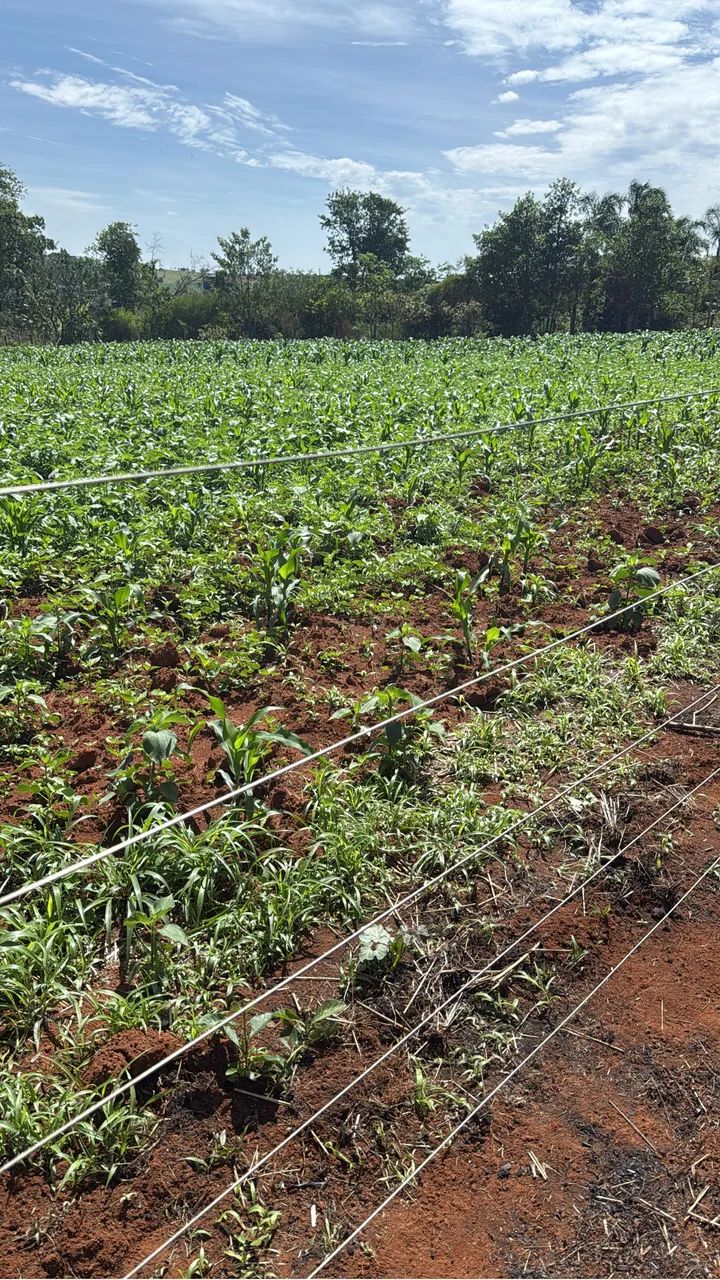 Foto - Goiânia - Jardim das Esmeraldas