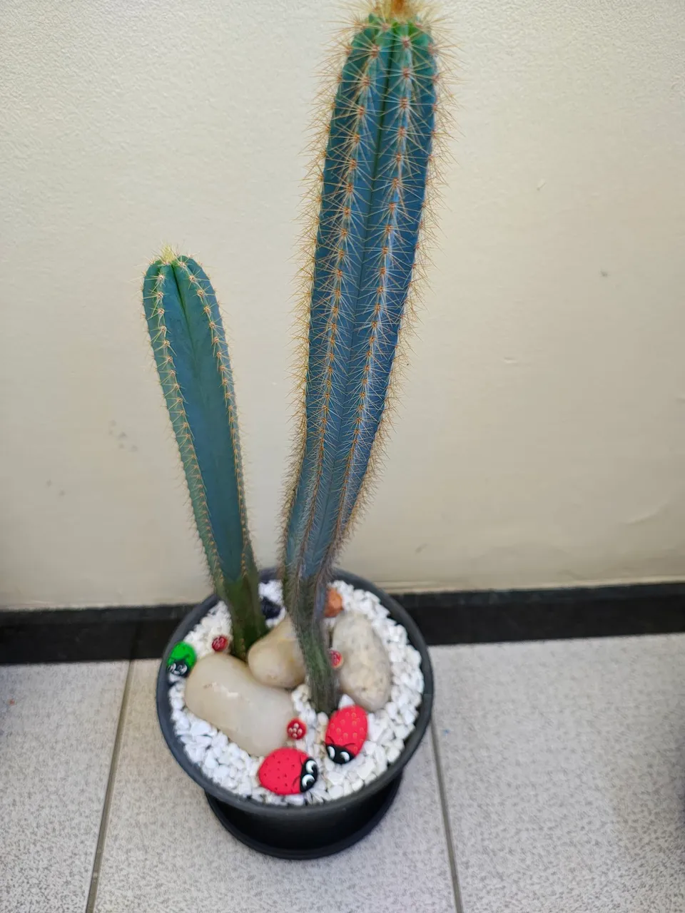 Cacto Azul Decorativo com Pedras e Enfeites