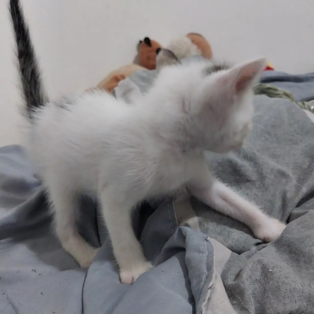 Gatinha tricolor fêmea para adoção - Foto 3