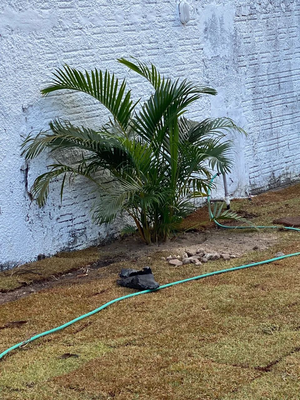 Palmeira areca bambu  - Foto 3