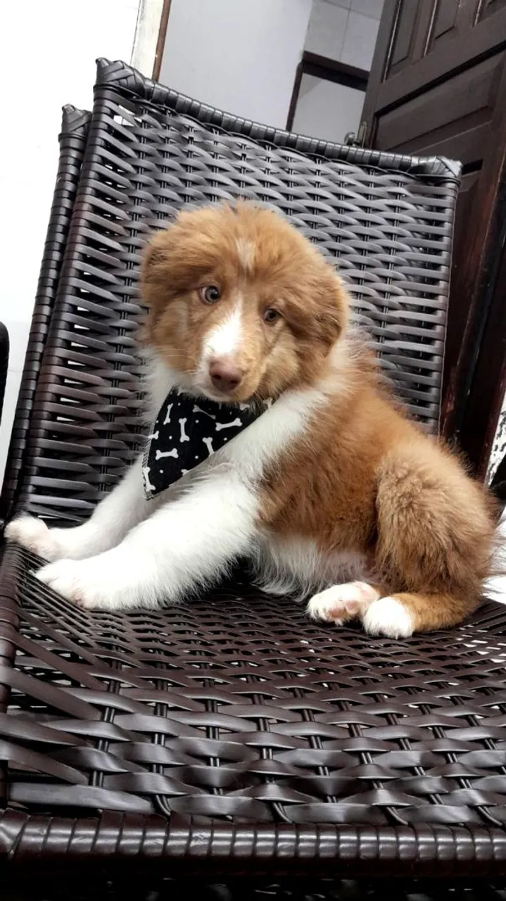Filhote Border Collie - Peludo e Charmoso!