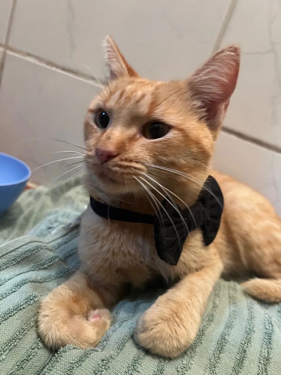 Gato Laranja Para Adoção - Foto 5