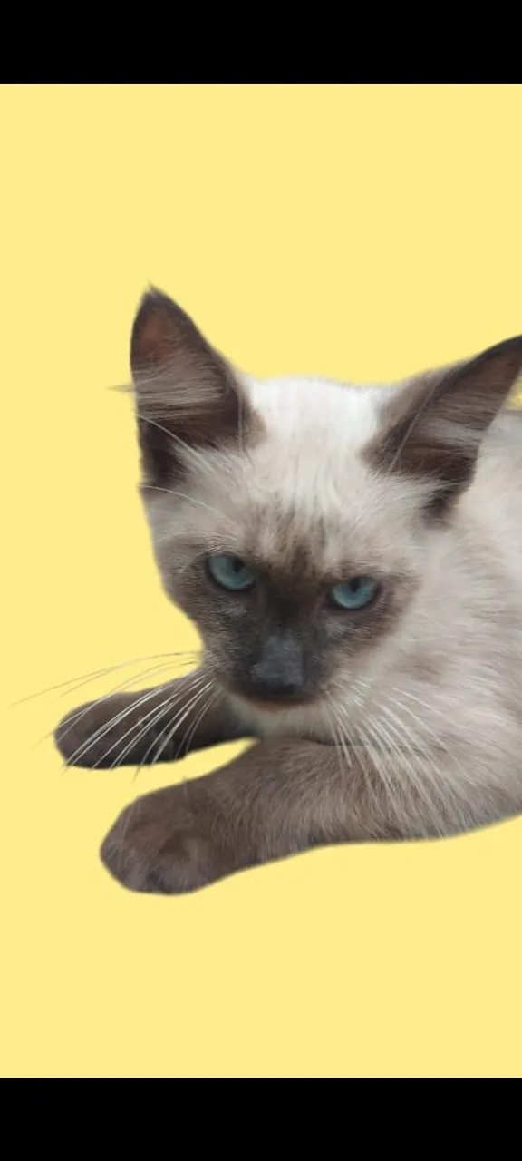 Gatinho siamês macho com 3 meses