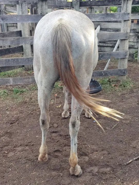 ÉGUA QM + SELA DE LAÇO  - Foto 3