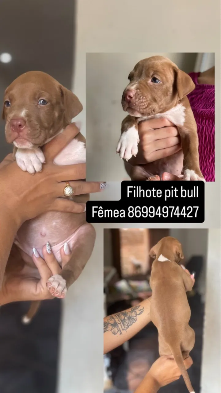 Filhote pit bull