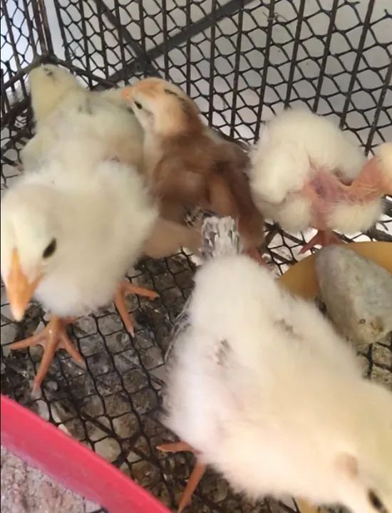 Pintinhos mestiços. - Foto 2