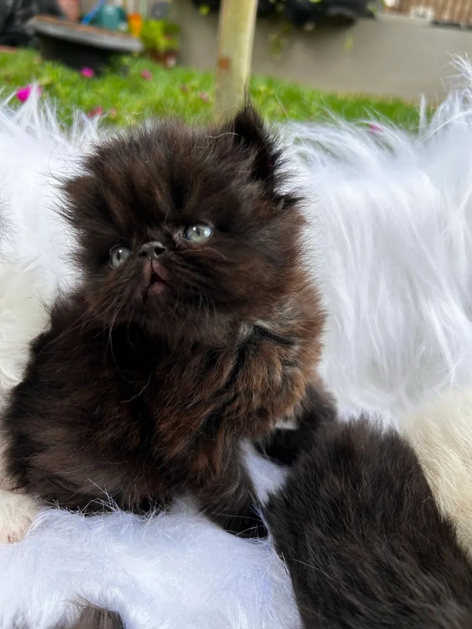 Persas machos e uma fêmea  - Foto 6