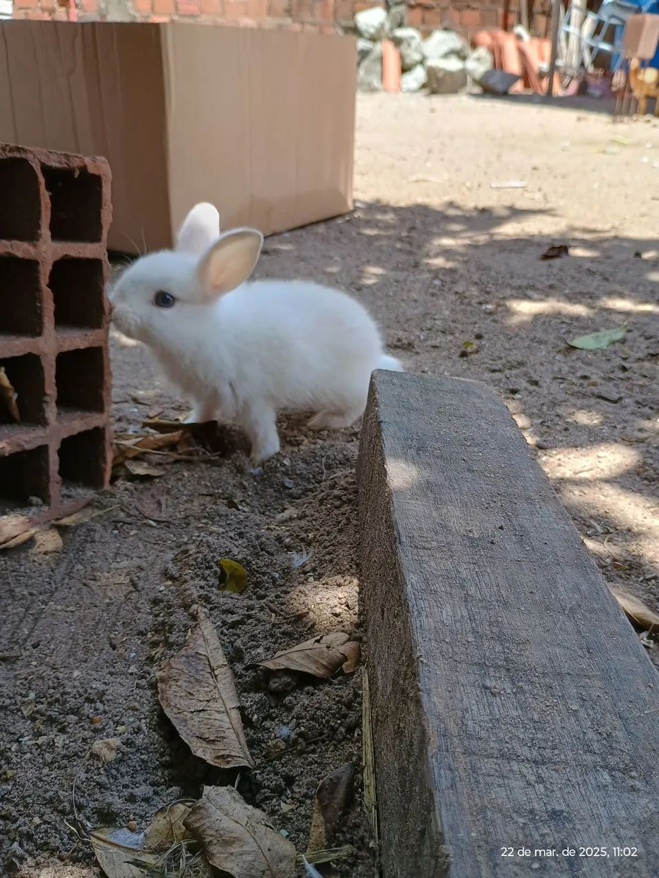 Coelhinho branco fofinho a venda 