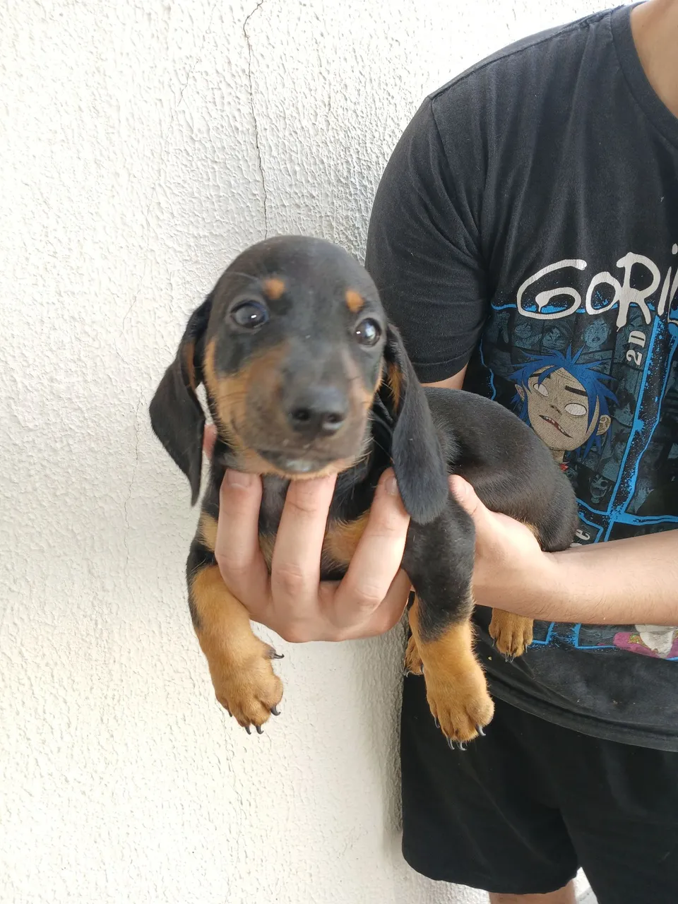 Filhote de Dachshund Macho - Pelagem Exótica