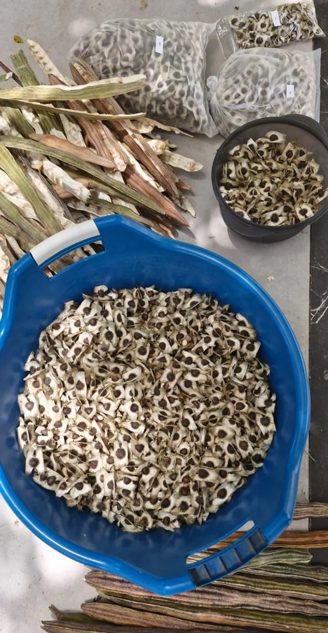 100 SEMENTES MORINGA