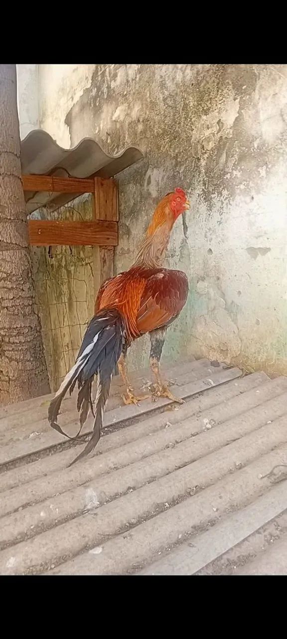 Galo indio mura - Foto 4