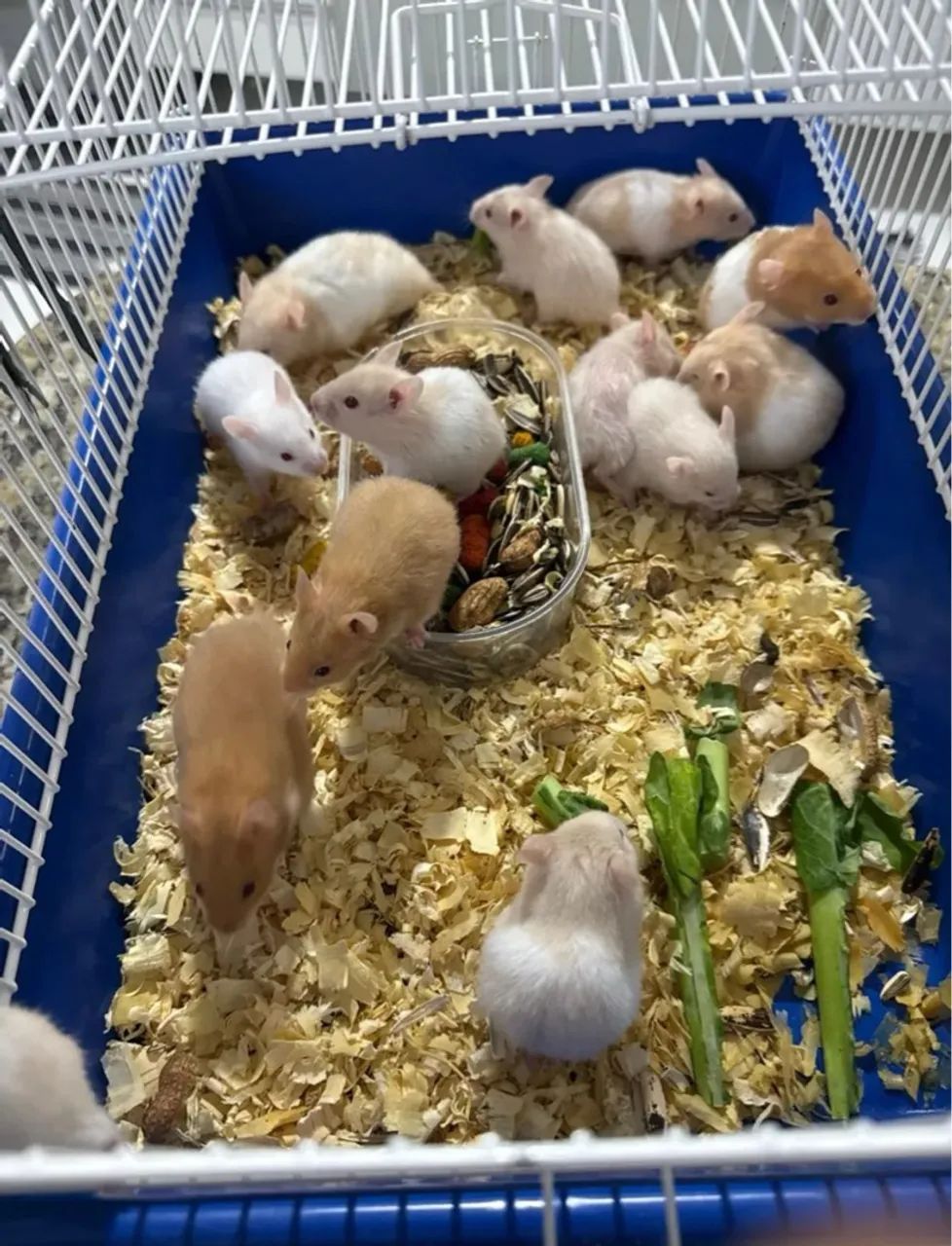 Hamster ? sírio  - Foto 2