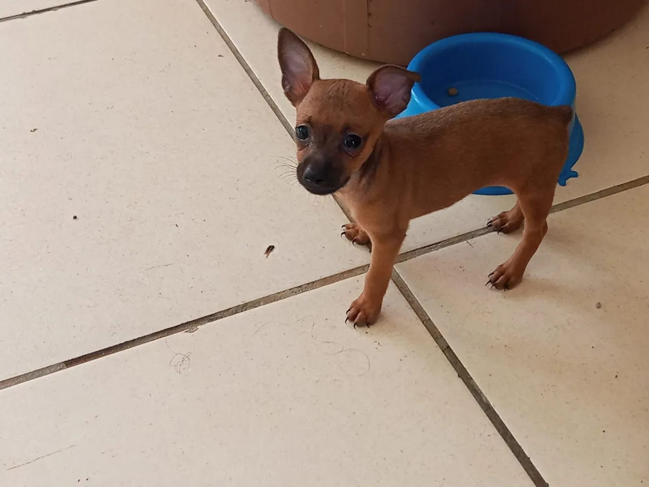 Filhote de Pinscher(1)Miniatura