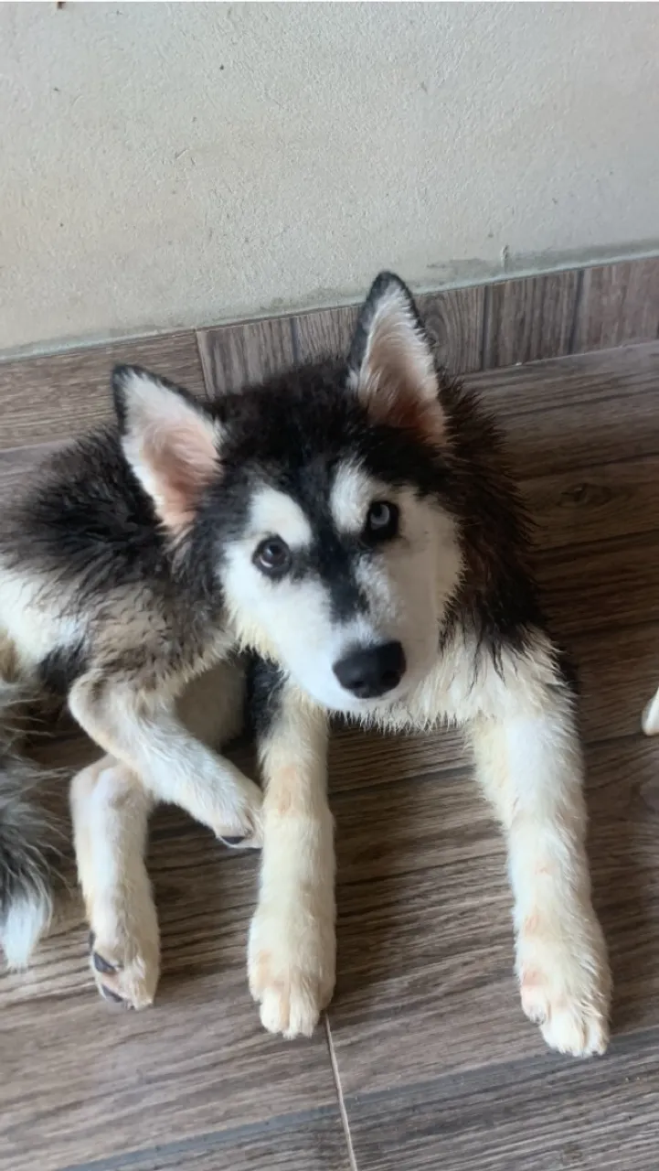 Filhote de Husky Siberiano para adoção