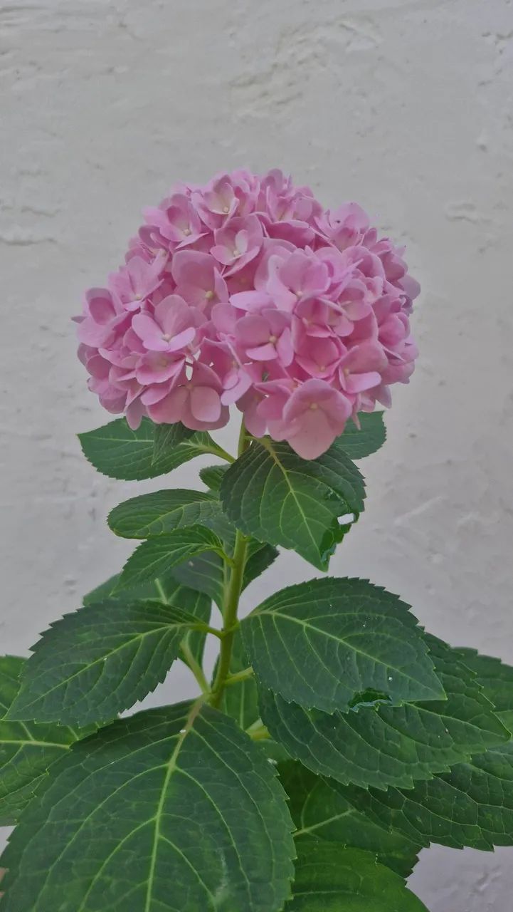 Planta Hortênsia Rosa - Foto 2
