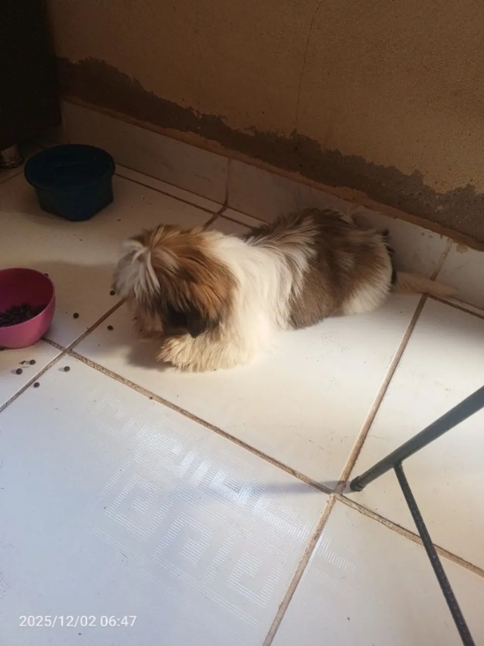 Vendo um shih Tzu 6 meses macho já da vacinado primeira dose - Foto 6