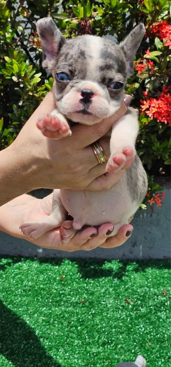 Filhotes de buldogue francês  - Foto 2