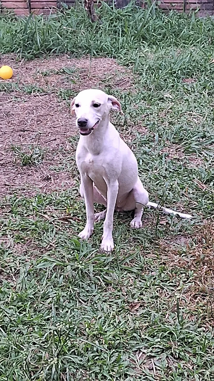 Adoção Fêmea