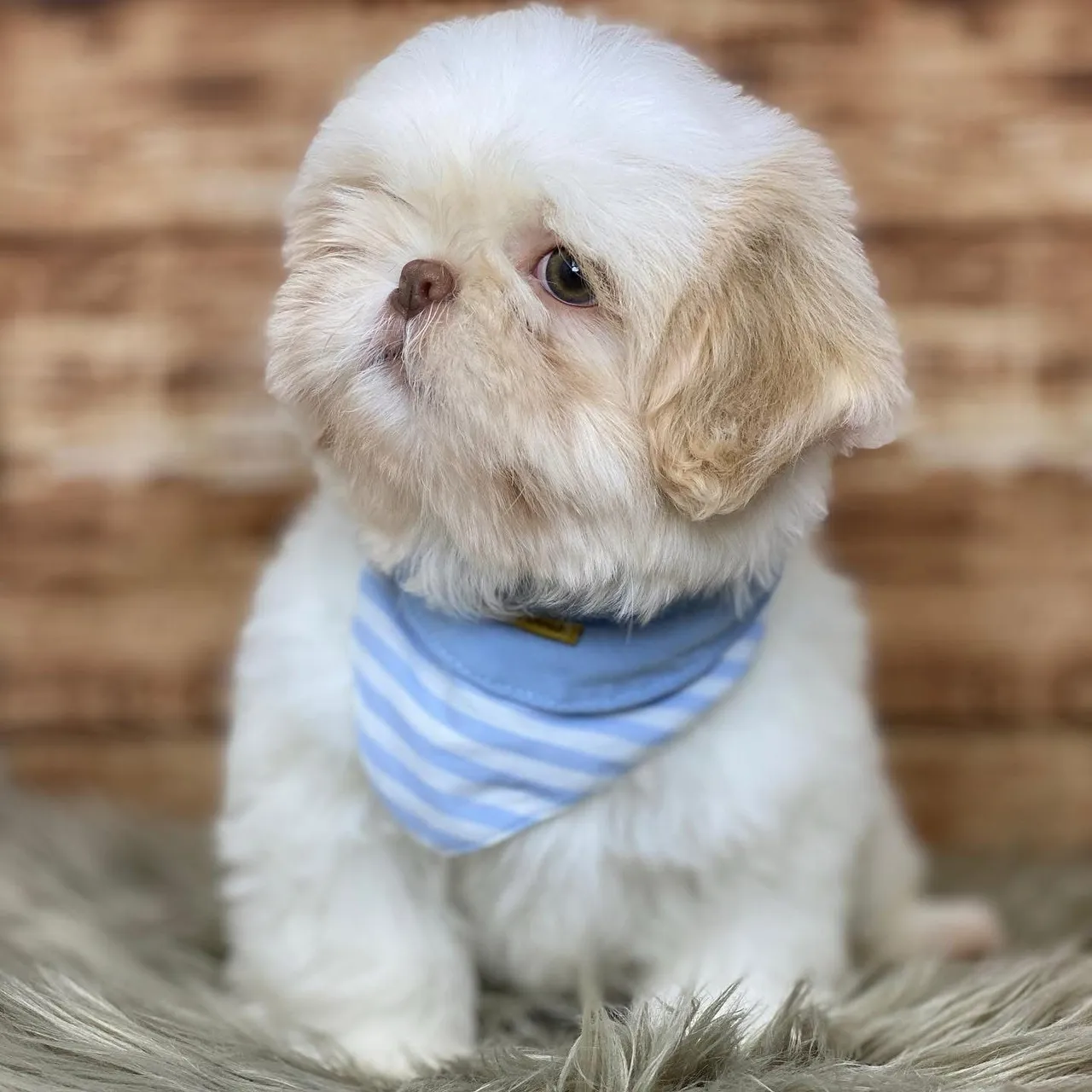 Shihtzu mini e micro